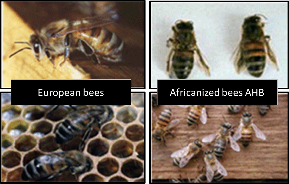 Bees