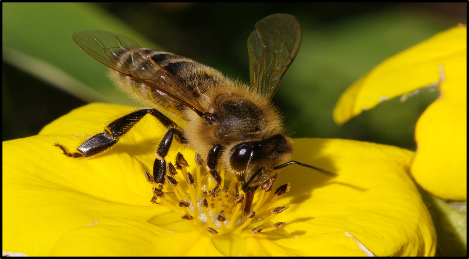 Bees Pest Control Palm Desert